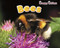 Bees - 9781410948151 by Rebecca Rissman, 9781410948151
