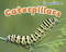 Caterpillars - 9781410948175 by Rebecca Rissman, 9781410948175