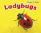 Ladybugs - 9781410948229 by Sian Smith, 9781410948229