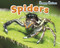 Spiders - 9781410948236 by Sian Smith, 9781410948236