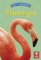 Flamingos - 9780711271524 by Katie Woolley, 9780711271524