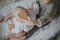Baby Bear Baby Brush, 5055923779002