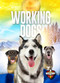 Working Dogs by Emily Rose Oachs, 9781644874479