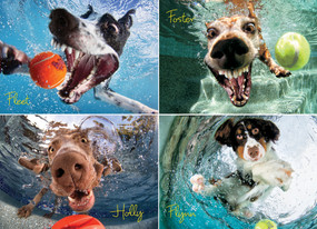 Underwater Dogs: Play Ball 1000-Piece Puzzle by Seth Casteel, 9781682348482