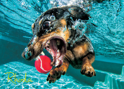 Underwater Dogs: Rhoda 1000-Piece Puzzle by Seth Casteel, 9781682348420