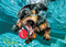 Underwater Dogs: Rhoda 1000-Piece Puzzle by Seth Casteel, 9781682348420