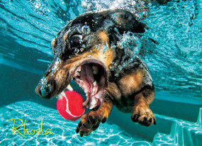 Underwater Dogs: Rhoda 1000-Piece Puzzle by Seth Casteel, 9781682348420