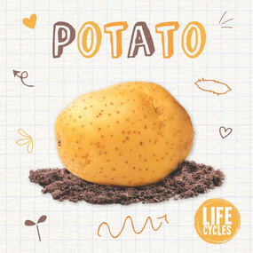 Potato by Kirsty Holmes, 9781839271595