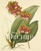 RHS Orchids by Charlotte Brooks, 9781788841610