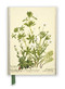 RBGE: Charlotte Cowan Pearson: Stitchworts, Woodruff and Pepperwort (Foiled Journal) by Flame Tree Studio, 9781839648960
