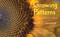 Growing Patterns (Fibonacci Numbers in Nature) - 9781635928372 by Sarah C. Campbell, Richard P. Campbell, 9781635928372