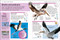 Pocket Genius Birds of North America by DK, 9780744058086