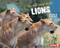 On the Hunt with Lions by Sandra Markle, 9781728456294