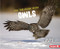 On the Hunt with Owls - 9781728464428 by Sandra Markle, 9781728464428