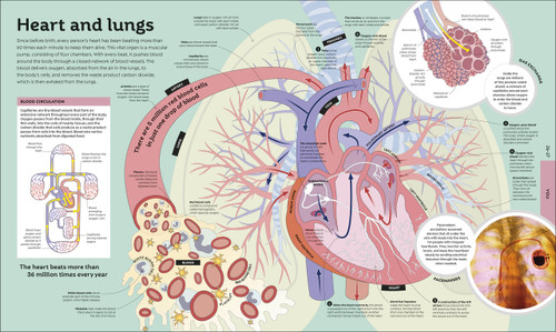 How Everything Works (From Brain Cells to Black Holes) by DK, 9780744060164