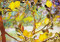 NOTE CARD TIFFANY LEMON TREE by , 9781441339621