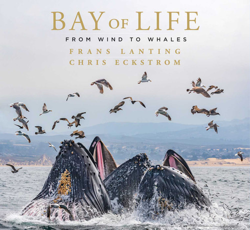 Bay of Life (From Wind to Whales) by Frans Lanting, Chris Eckstrom, Leon Panetta, 9781647221430