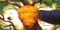 A Bear, a Bee, and a Honey Tree by Daniel Bernstrom, Brandon James Scott, 9781662640087