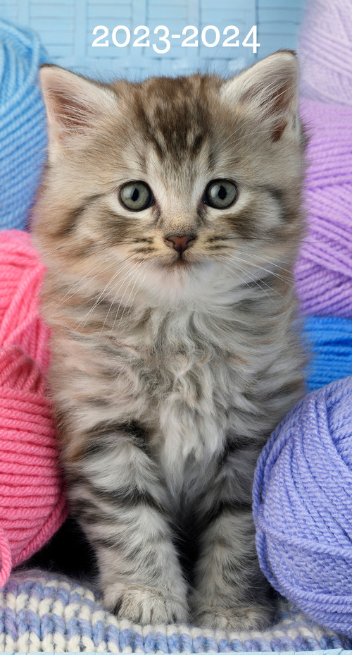 Cute As a Kitten 2023 2-Year Pocket Planner by Willow Creek Press, 9781549230837