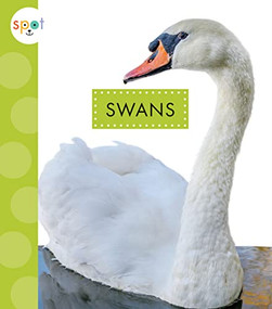 Swans by Lisa Amstutz, 9781681526683