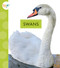 Swans by Lisa Amstutz, 9781681526683