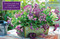 Card Box of 20 Notecards and Envelopes:  Primula (A fabulous collection of 20 beautiful flower display cards and decorative envelopes.) by Peony Press, 9780754825944