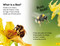 DK Super Readers Level 2 Amazing Bees - 9780744074550 by DK