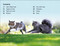 DK Super Readers Level 2 Cats and Kittens - 9780744071023 by DK