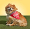 Dog Bandana Dad's Best Friend, 9780735373549