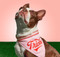 Dog Bandana Turns Tricks, 9780735373563