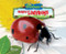 Helpful Ladybugs by Molly Smith, 9781944998479
