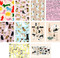 Dog Box (100 Postcards by 10 Artists) by Princeton Architectural Press, 9781648960772