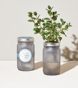 Garden Jar Grow Kit, Mint, MS-GJ-1021