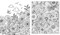 At One With Nature (Includes 500 Piece Color-In-Jigsaw and More!) by IglooBooks, 9781801086752