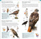 AMNH Pocket Birds of North America Eastern Region by DK, 9780744074130