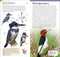 AMNH Pocket Birds of North America Eastern Region by DK, 9780744074130