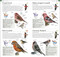 AMNH Pocket Birds of North America Eastern Region by DK, 9780744074130