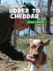 Udder to Cheddar by Julie Knutson, 9781534142992