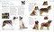 The Dog Encyclopedia by DK, 9780744073706