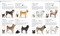 The Dog Encyclopedia by DK, 9780744073706