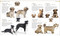 The Dog Encyclopedia by DK, 9780744073706