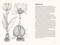 Tulips (A Little Book of Flowers) by Tara Austen Weaver, 9781632174444
