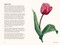 Tulips (A Little Book of Flowers) by Tara Austen Weaver, 9781632174444