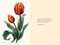 Tulips (A Little Book of Flowers) by Tara Austen Weaver, 9781632174444