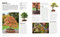 Grow Bonsai (Essential Know-how and Expert Advice for Gardening Success) by Peter Warren, 9780744069648