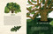 Trees (An Illustrated Celebration) by Kelsey Oseid, 9781984859419