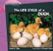 The Life Cycle of a Duck by Andrew Hipp, 9780823958689