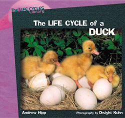 The Life Cycle of a Duck by Andrew Hipp, 9780823958689
