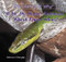 Why Do Some Animals Shed Their Skin? by Patricia J. Murphy, 9780823962372