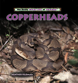 Copperheads - 9780823967216 by Heather Feldman, 9780823967216
